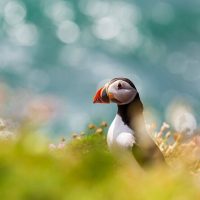 Nature & Wildlife