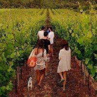 Food, Wine & Nightlife