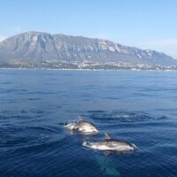 Shore Excursions