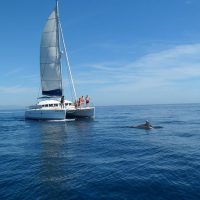 Catamaran Cruises