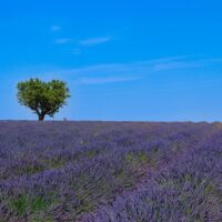 Holiday & Seasonal Tours