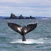Day Trips & Excursions