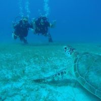 Scuba Diving