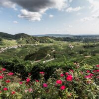 Half-day Tours
