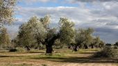 Olive orchard tour and olive oils tasting