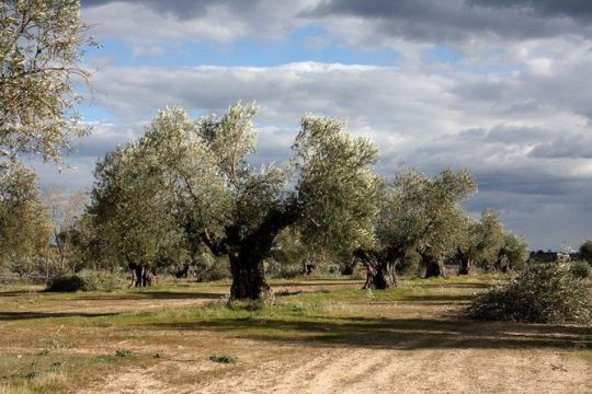New Year’s Eve in Castilla-La Mancha