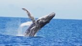 Unforgettable Whale Encounter in Kalbarri