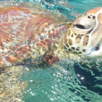 Sustainable Tours