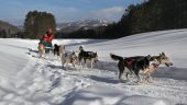 definitely must do the dogsled
