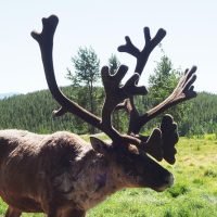 Luxury Tours