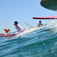 Surfing Lessons