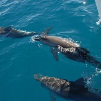Sailing Trips