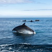 Dolphin & Whale Watching