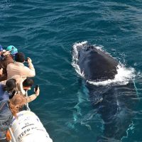 Holiday & Seasonal Tours