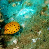 Snorkeling