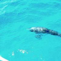 Boat Tours