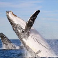 Cruises, Sailing & Water Tours