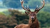 Terrific Red Deer session