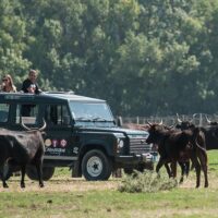 Luxury Tours