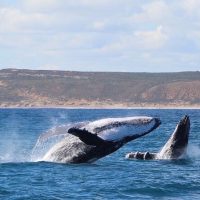 Full-day Tours