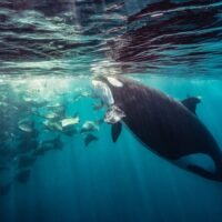 Dolphin & Whale Watching