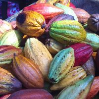 Chocolate Tours