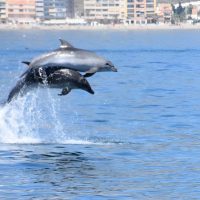Swim with Dolphins