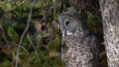 Great Wildlife Yellowstone Tour !