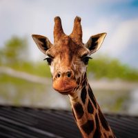Kid Friendly Tours & Activities