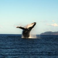 Holiday & Seasonal Tours
