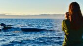 Incredible Day - Whales, Cocktails and Sweet Tunes!