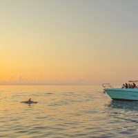 Dolphin & Whale Watching