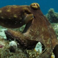 Scuba Diving
