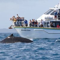 Dolphin & Whale Watching