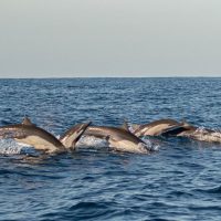 Cruises, Sailing & Water Tours