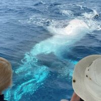Holiday & Seasonal Tours