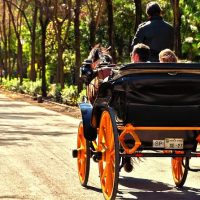 Horse Carriage Rides