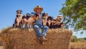 Easy way to understand outback mustering life