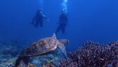 Fantastic dive and friendly service 