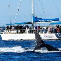 Boat Tours
