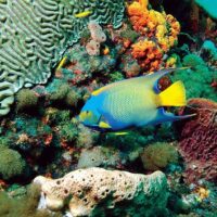 Cruises, Sailing & Water Tours