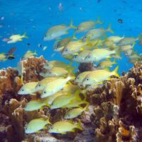 Snorkeling