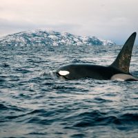 Cruises, Sailing & Water Tours