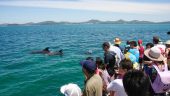 Ethical Dolphin Experience