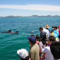 Dolphin & Whale Watching