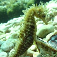 Scuba Diving