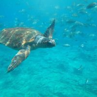 Glass Bottom Boat Tours