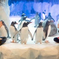 Holiday & Seasonal Tours