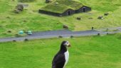 Ride to the Puffins