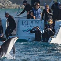 Swim with Dolphins